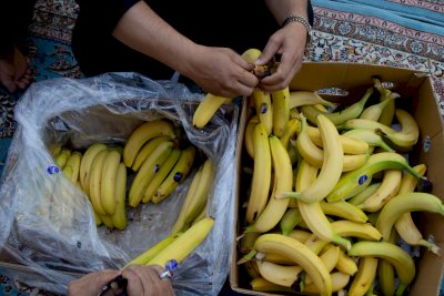 موكبُ أشبالِ الطفِّ يقدِّمُ آلافَ الوجباتِ للزائرينَ