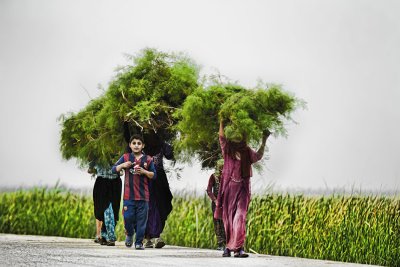  أهـوار العراق.. جنائن الماضي وسحر الحاضر