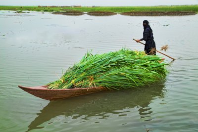 أهـوار العراق.. جنائن الماضي وسحر الحاضر
