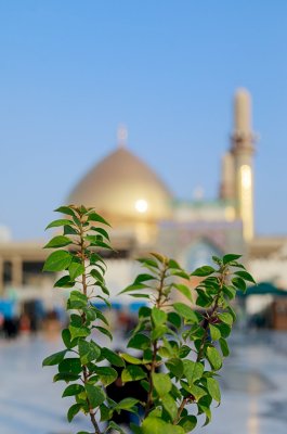 تقرير مصوّر عن مرقد العسكريين عليهما السلام