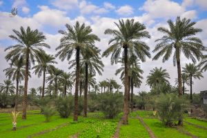 بساتين النشوة - المصور: احمد عبد العباس راضي