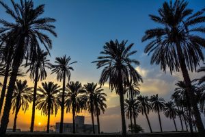 جمال مدينة البصرة وقت الغروب - مكان الالتقاط: محافظة البصرة - الكباسي
المصور: مركز تراث البصرة -احمد عبد العباس راضي