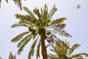 نخيل البصرة - المصور: احمد عبد العباس راضي