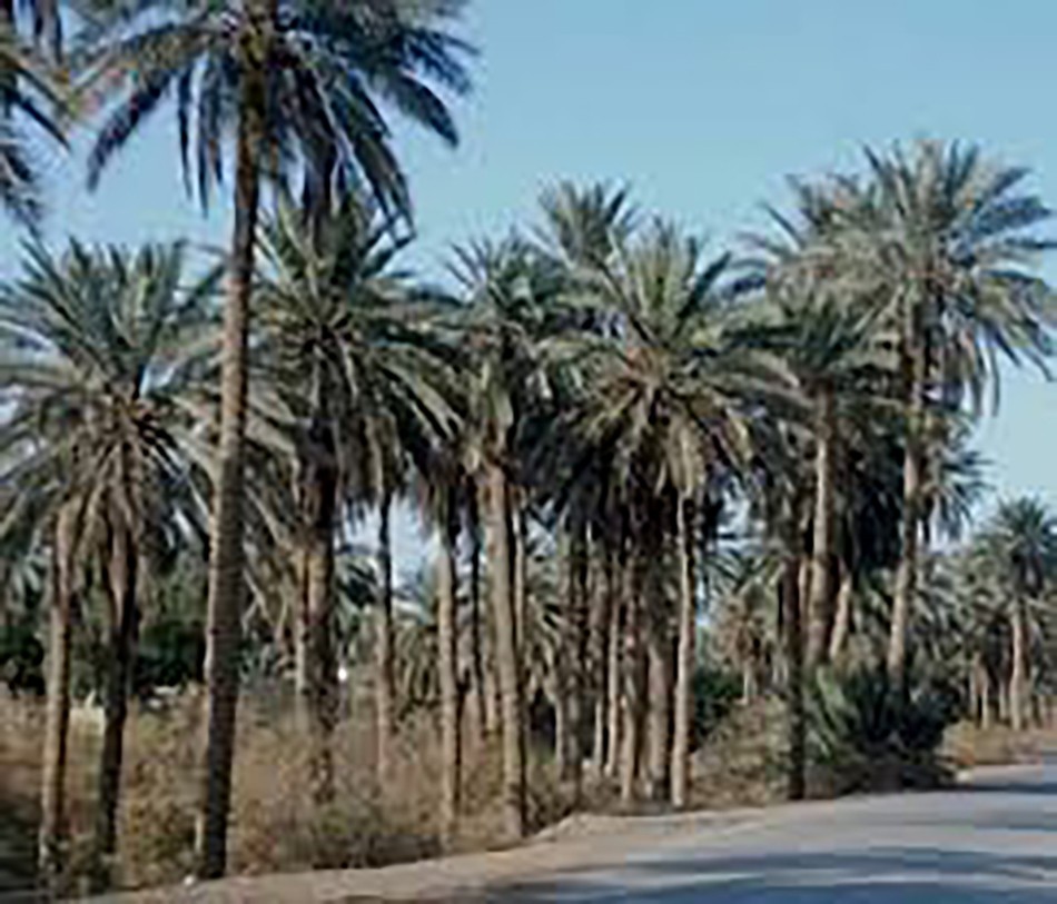 نهر المكَرية