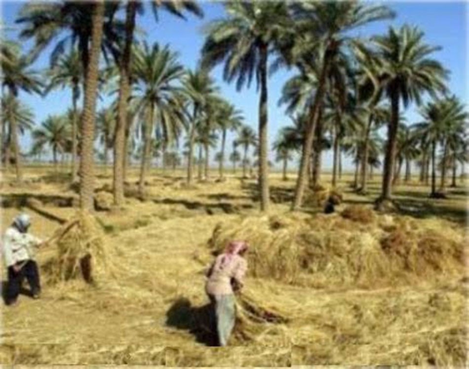 زراعة الحلة في العهد العثماني