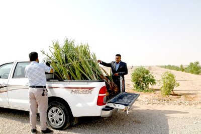 وفد من مركز تراث الجنوب برئاسة الدكتور الشرهاني يهدي إلى مزرعة الساقي فسائل نخيل من الأنواع المعروفة في محافظة ذي قار (الشويثي الأصفر).