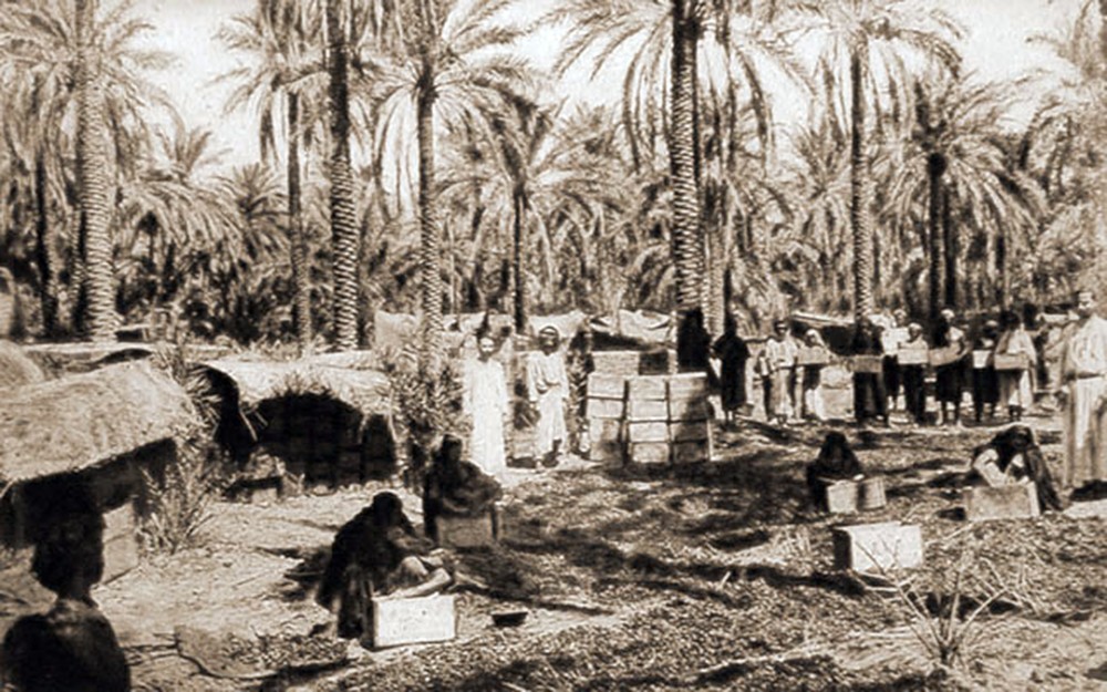 صور تراثية لبساتين كربلاء المقدسة